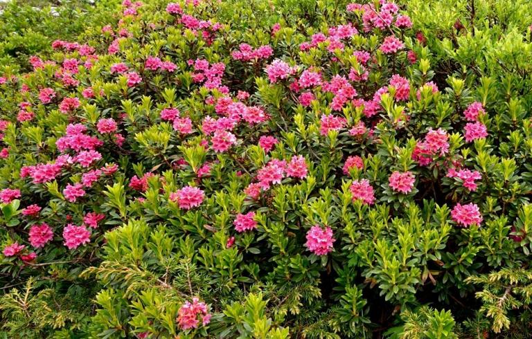 Die Rostblättrige Alpenrose (Rhododendron ferrugineum)