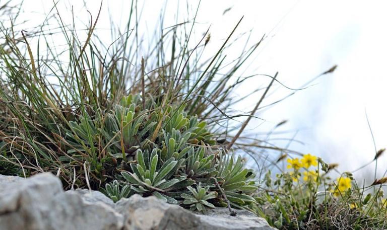 Saxifraga hostii ssp. rhaetica am Monte Pizzocolo