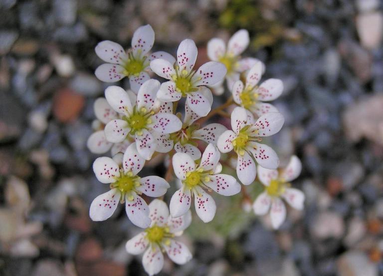 Saxifraga hostii ssp. rhaetica x S. paniculata