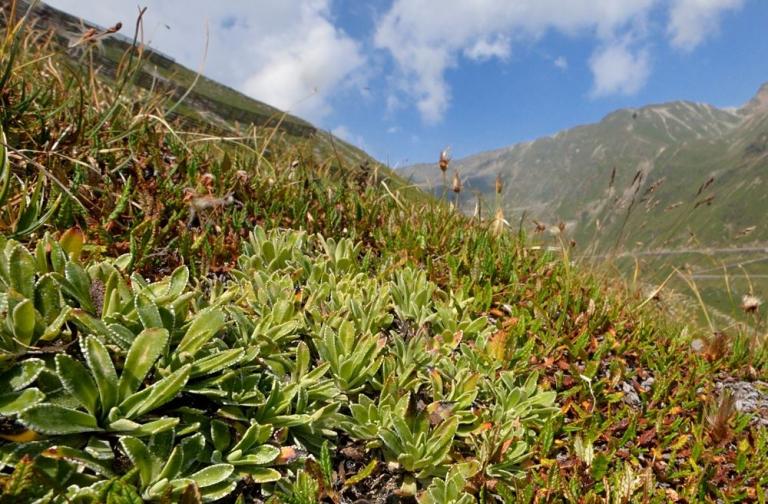 Saxifraga hostii ssp. rhaetica am  Stilfser Joch (in situ), Region Vinschgau (Südtirol)