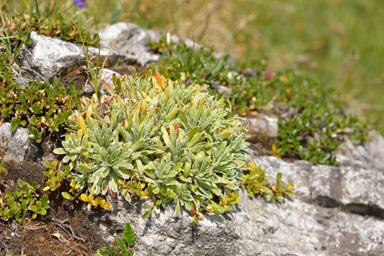 Saxifraga hostii ssp. rhaetica - Rätischer Steinbrech