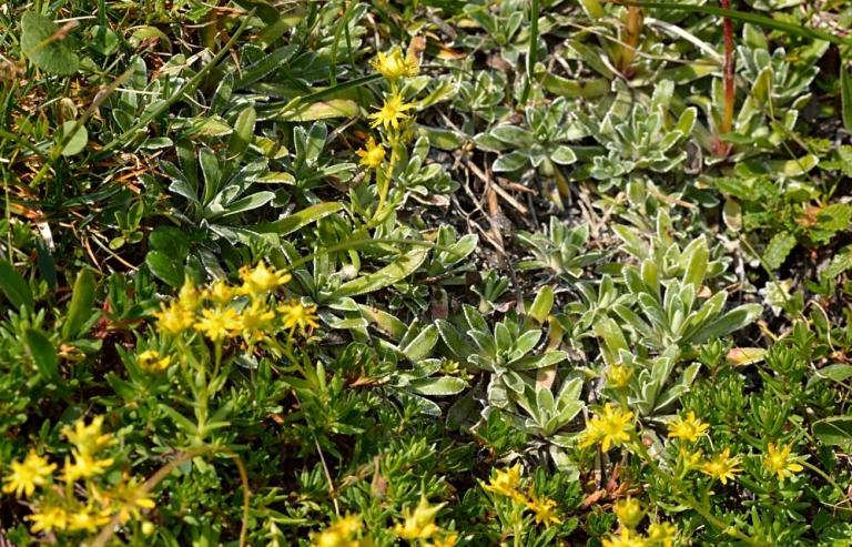 Saxifraga aizoides - Fetthennen-Steinbrech zusammen mit S. hostii ssp. rhaetica