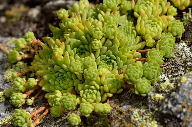Sempervivum montanum, am Standort zeigt sich die Berg-Hauswurz vielgestaltig