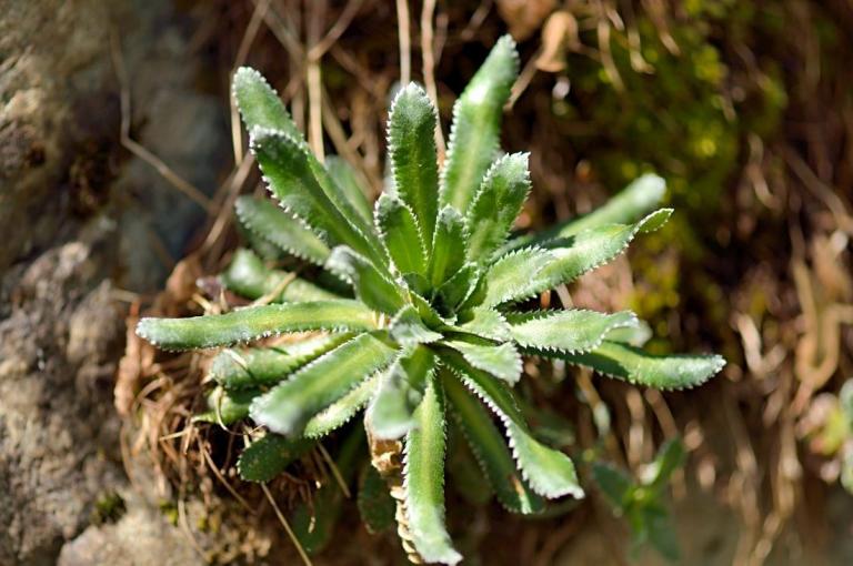  Saxifraga paniculata,  Vallon de Casterino