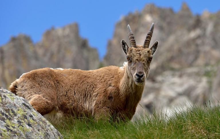 Der Alpensteinbock  (Capra ibex)