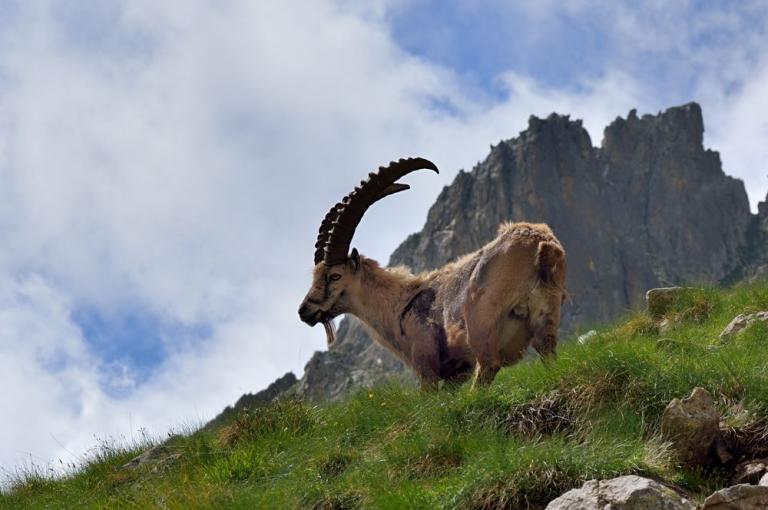 Der Alpensteinbock oder Gemeiner Steinbock (Capra ibex), ist bereits 1921 mit etwa 20 Tieren aus dem Nationalpark Gran Paradiso im Mercantourmassiv wieder angesiedelt worden.