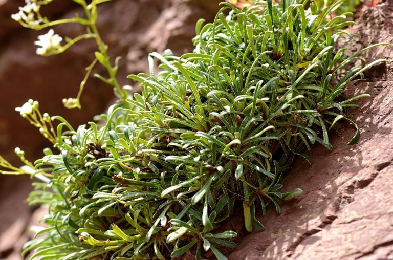 Saxifraga callosa var. callosa. Die linealisch und wenn überhaupt, dann nur in der Nähe der Spitze verbreiteten Blätter unterscheiden sie von Saxifraga callosa var. australis.