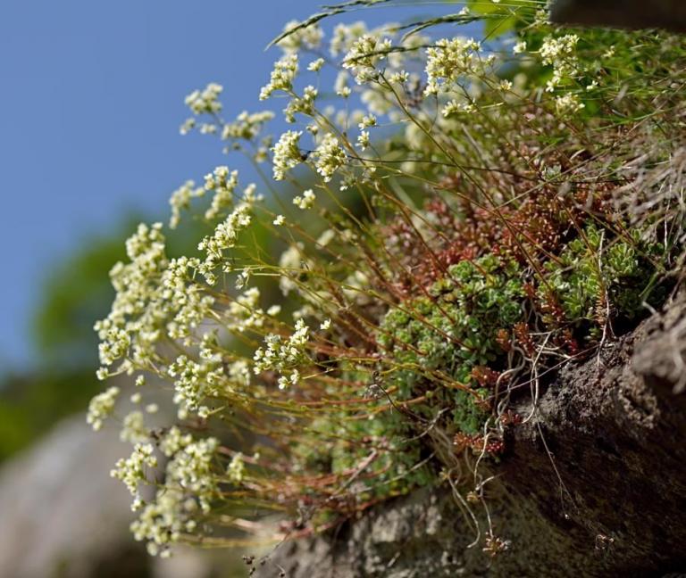 Saxifraga paniculata - Rispen oder Trauben-Steinbrech