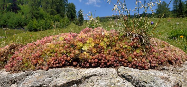  Am Ofenpass, Kanton Graubünden/Schweiz. Das prächtige Sempervivum-Polster, besteht größtenteils aus unterschiedlichen Hybriden. 