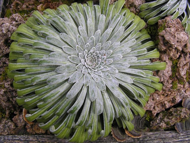 Saxifraga longifolia im Wandel der Jahreszeiten (Bild - 05.02.2008)