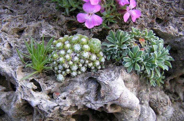  Saxifraga x burnatii (S.paniculata x S. cochlearis). Tuffsteine werden bei mir nur im Vorfrühling bepflanzt. (Bild -23.05.2006)