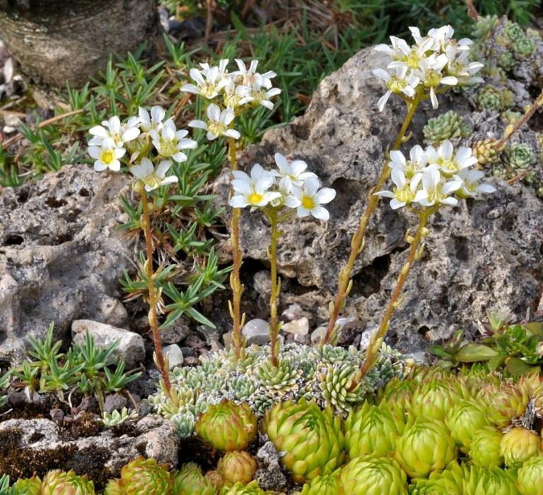 Saxifraga paniculata 'Brevifolia'  mit Sempervivum globiferum ssp. arenarium (Bild - 06.06.2008)