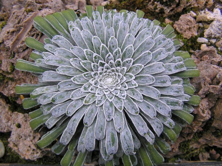 Saxifraga longifolia  (Bild - 27.12.2008)