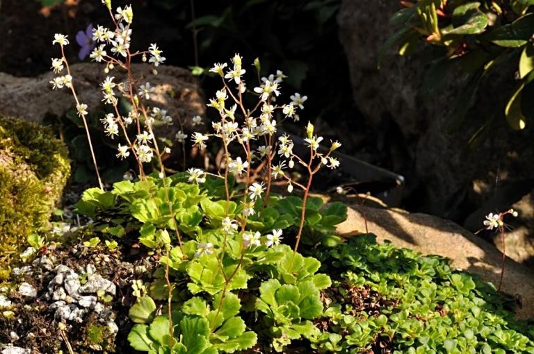 Saxifraga cuneifolia ssp. robusta