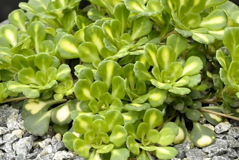  Saxifraga  cuneifolia 'Variegata'