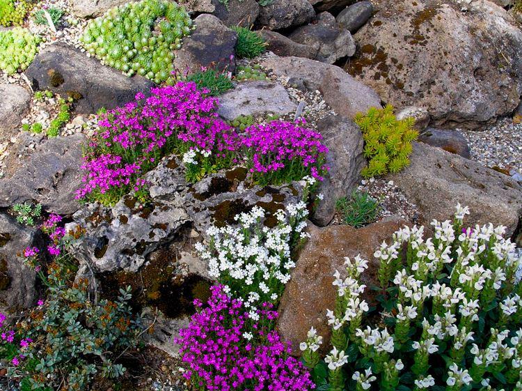 Erinus alpinus - Alpenbalsam, rechts: Scutellaria alpina-Alpen-Helmkraut