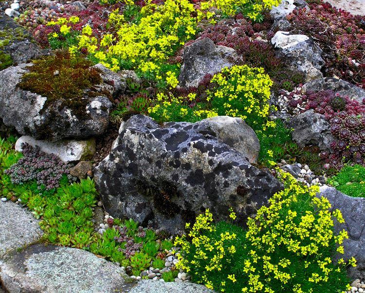 Draba rigida var. bryoides, oben: Draba aizoides-Immergrünes Felsenblümchen