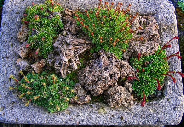 Trog: 1 unten rechts: Saxifraga 'Abendrot', unten links: Saxifraga paniculata 'Baldensis' x Saxifraga  Typ 1