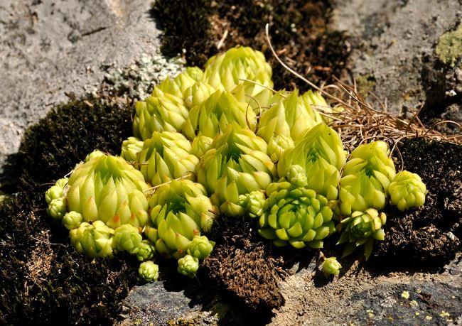 Sempervivum globiferum ssp. allionii