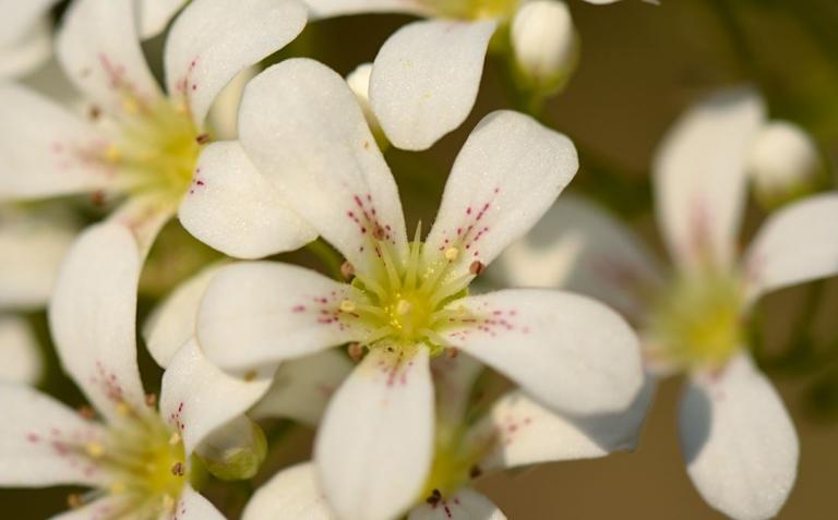 Saxifraga callosa ssp. callosa var. australis 'Lantoscana'