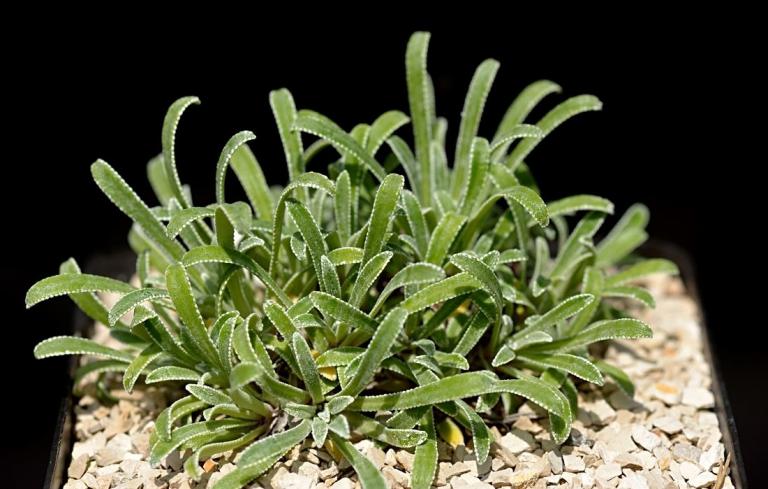 Saxifraga callosa ssp. callosa var. australis 'Lantoscana', Sündermann