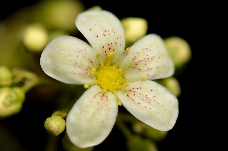 Saxifraga callosa x S. paniculata 'Lutea'
