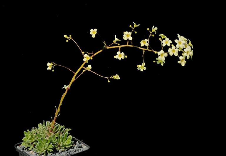 Saxifraga callosa x S. paniculata 'Lutea'