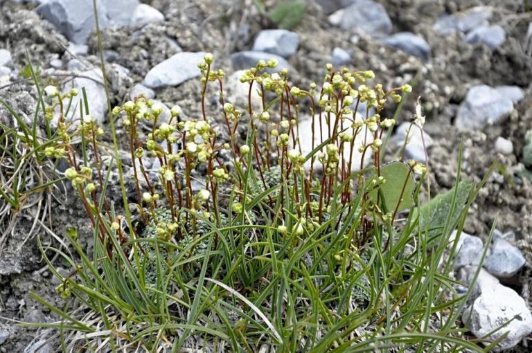 Saxifraga caesia, Schweizer Nationalpark-Graubünden/Schweiz