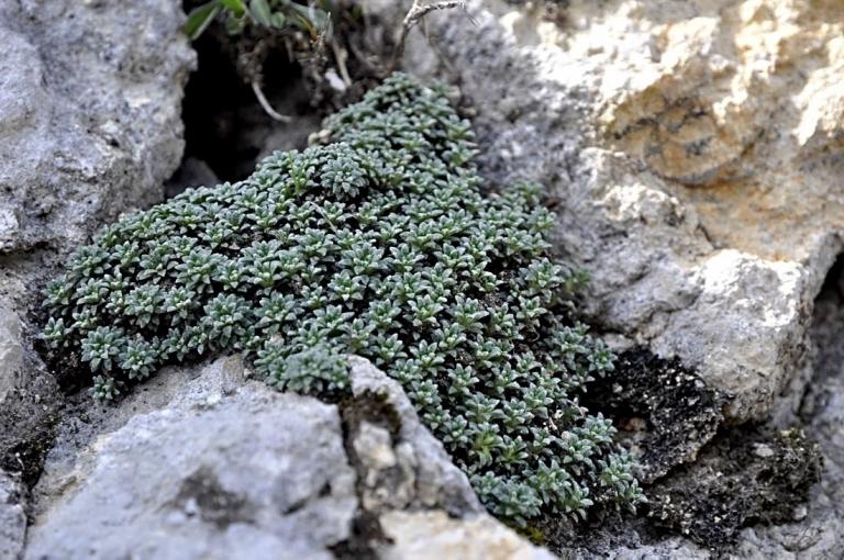 Saxifraga squarrosa, Monte Baldo-Gardaseeberge/Italien