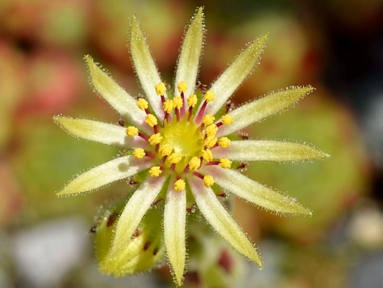 Die Blüte der kleinen S. grandiflorum  (Hybride?)