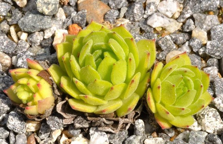 Sempervivum montanum ssp. burnatii  {Korsika/Frankreich}