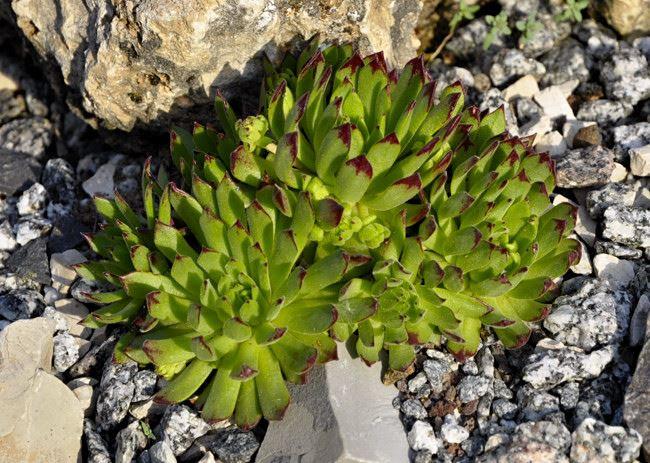 Sempervivum montanum ssp stiriacum  {Pöllatal-Kärnten/Österreich} 