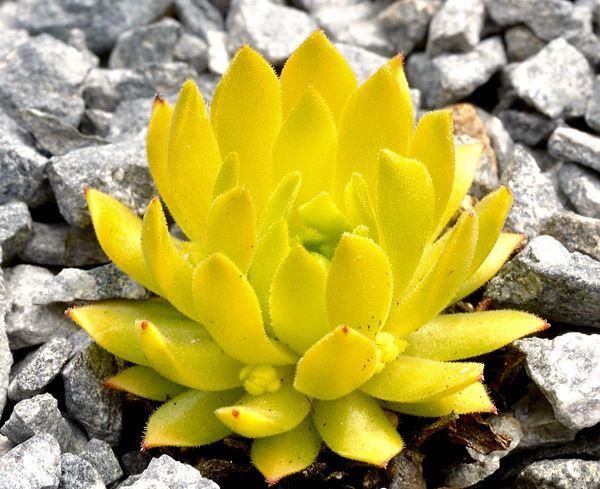 Sempervivum montanum ssp carpathicum  {'Cmiral's Yellow'} 