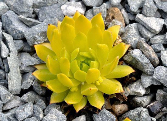 Sempervivum montanum ssp carpathicum  {'Cmiral's Yellow'} 