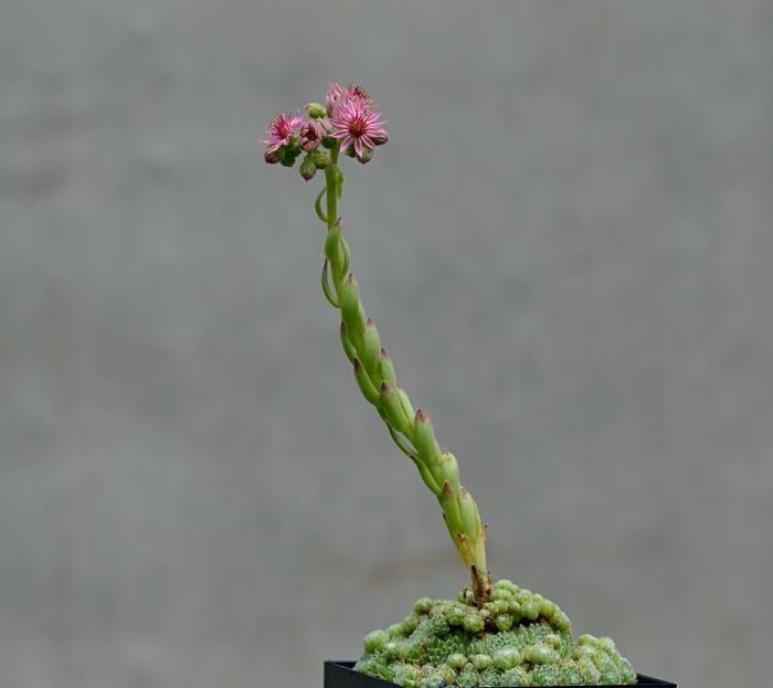 Sempervivum arachnoideum ssp. tomentosum x S. leucanthum {Pastra/Bulgarien}