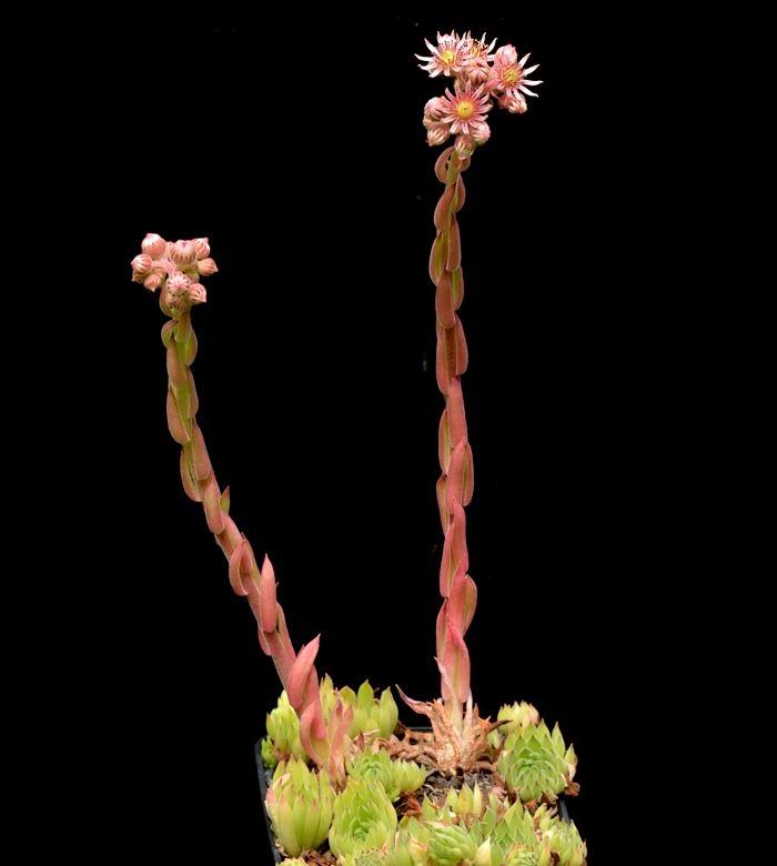 Sempervivum marmoreum ssp. reginae amaliae (angustissimum) 