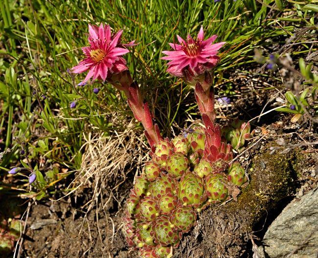 Sempervivum x barbulatum {Kleiner Sankt Bernhard-Aostatal/Italien} in situ