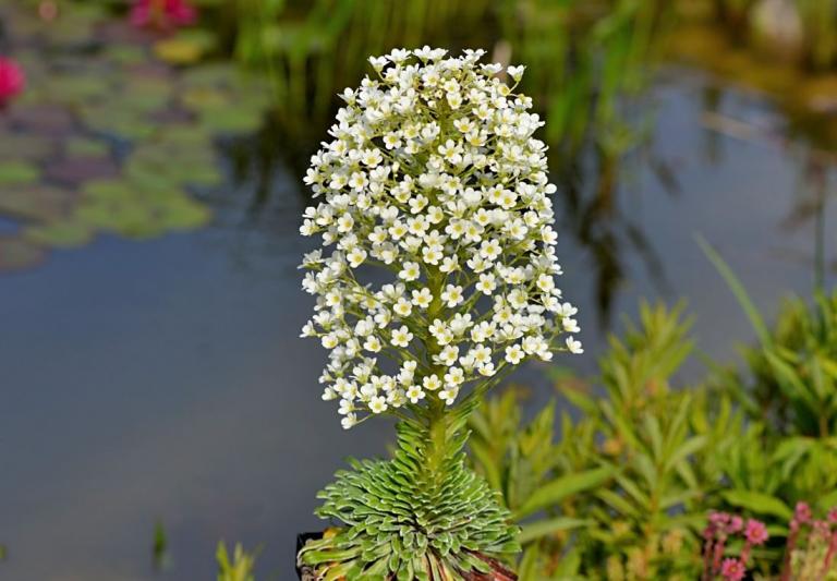 Saxifraga longifolia var. aitanica x S. 'Tumbling Waters',Typ 4