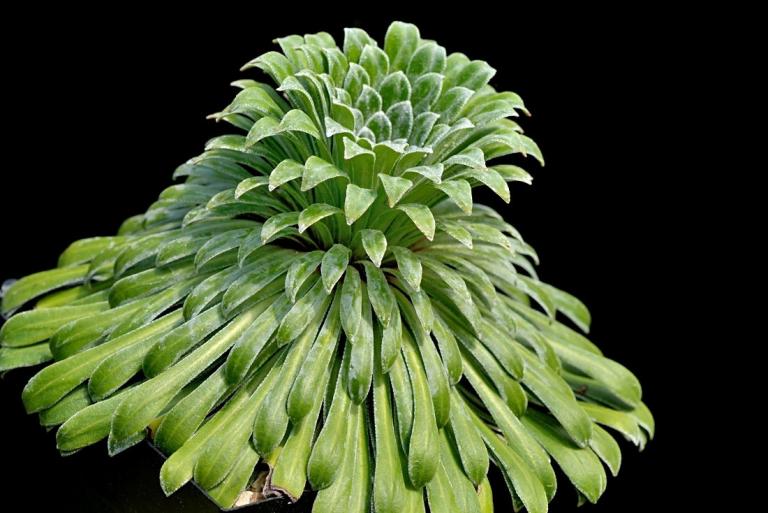 Saxifraga longifolia var. aitanica x S. 'Tumbling Waters', Typ 3