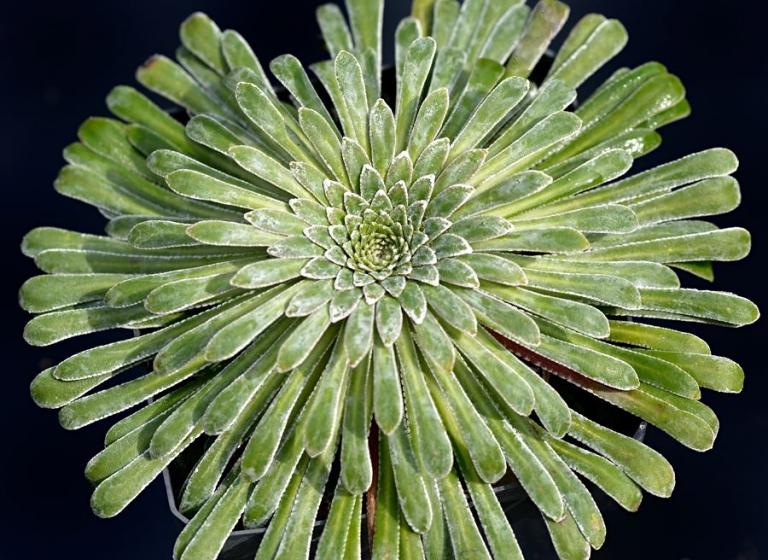 Saxifraga 'Tumbling Waters' x S. longifolia var. aitanica, Typ 4, einige Rosetten haben bis zu 20 cm Durchmesser