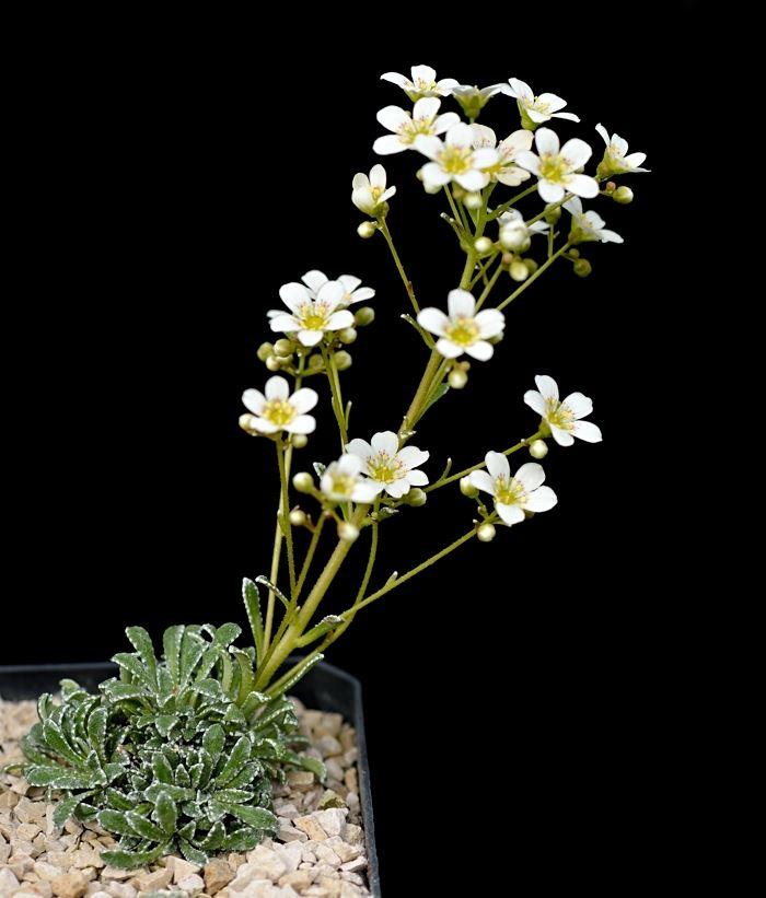 Saxifraga valdensis x S. callosa ssp. callosa var. australis