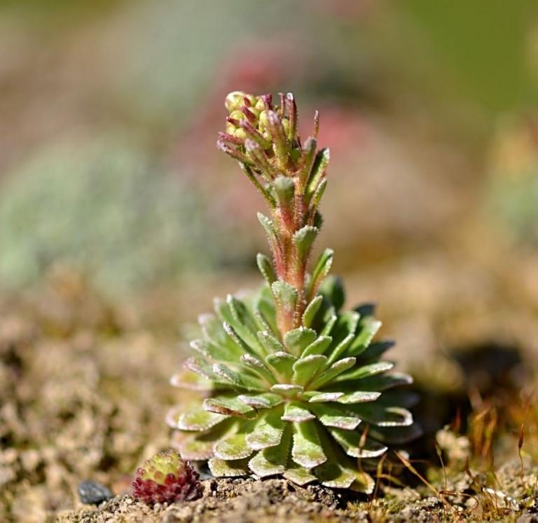 Saxifraga longifolia x S. paniculata 'Monte Cervino'