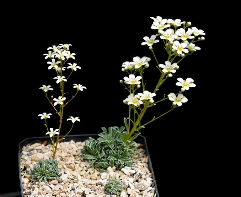 Rechts: Saxifraga valdensis x S. callosa ssp. callosa var. australis
