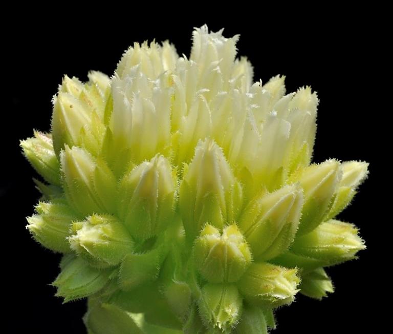 Sempervivum globiferum ssp. hirtum