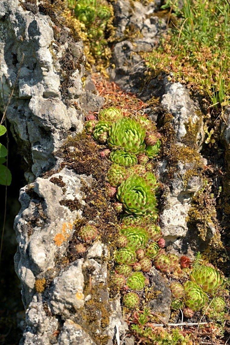 Sempervivum globiferum, Hersbrucker Schweiz