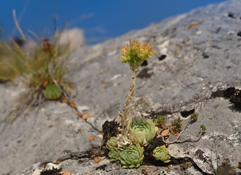 Sempervivum globiferum ssp. lagarinianum {bei Spiazzi-Monte Baldo/ Italien}