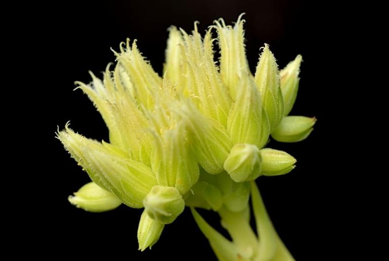 Sempervivum globiferum ssp. lagarinianum 