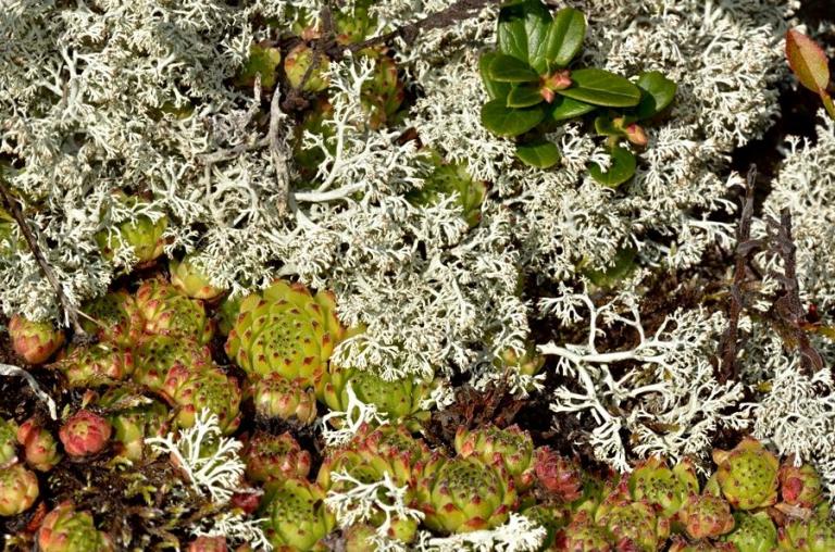 Cladonia portentosa - die Ebenästige Rentierflechte