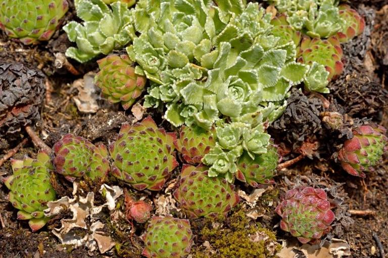 Saxifraga paniculata u. Sempervivum montanum