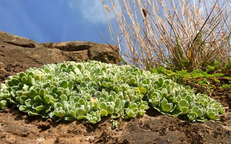  Saxifraga paniculata - der Rispen- oder Trauben-Steinbrech